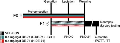 Glucoregulatory disruption in male mice offspring induced by maternal transfer of endocrine disrupting brominated flame retardants in DE-71